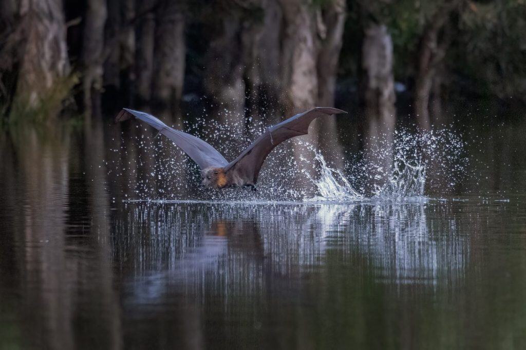 Vista ravvicinata di una volpe volante dalla testa grigia, Pteropus poliocephalus, subito dopo aver sfiorato la superficie di uno stagno per rinfrescarsi e bere qualcosa, lasciando dietro di sé una traccia di spruzzi d'acqua.
