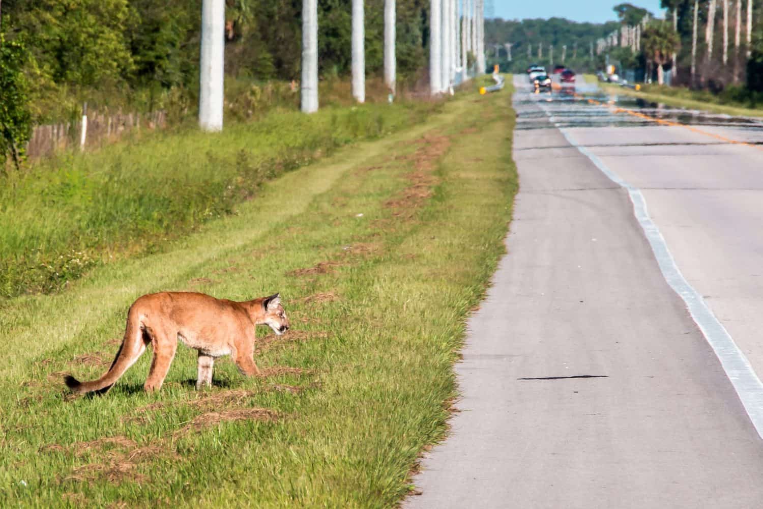 Una pantera della Florida tenta di attraversare un'autostrada trafficata poiché il suo ambiente diventa ogni giorno più piccolo.