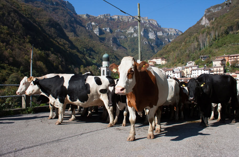 Mandria di mucche durante una transumanza nel nord Italia, cielo azzurro di ottobre, campanile della chiesa sullo sfondo