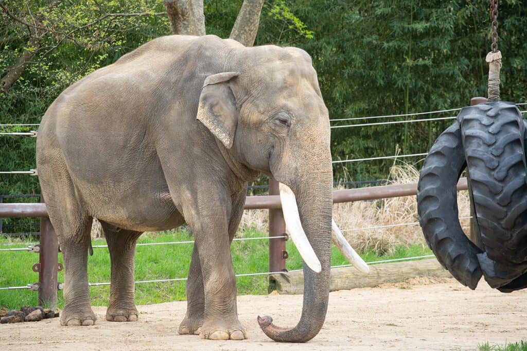 Enorme elefante con zanne rivolte verso destra in cattività con un pneumatico oscillante