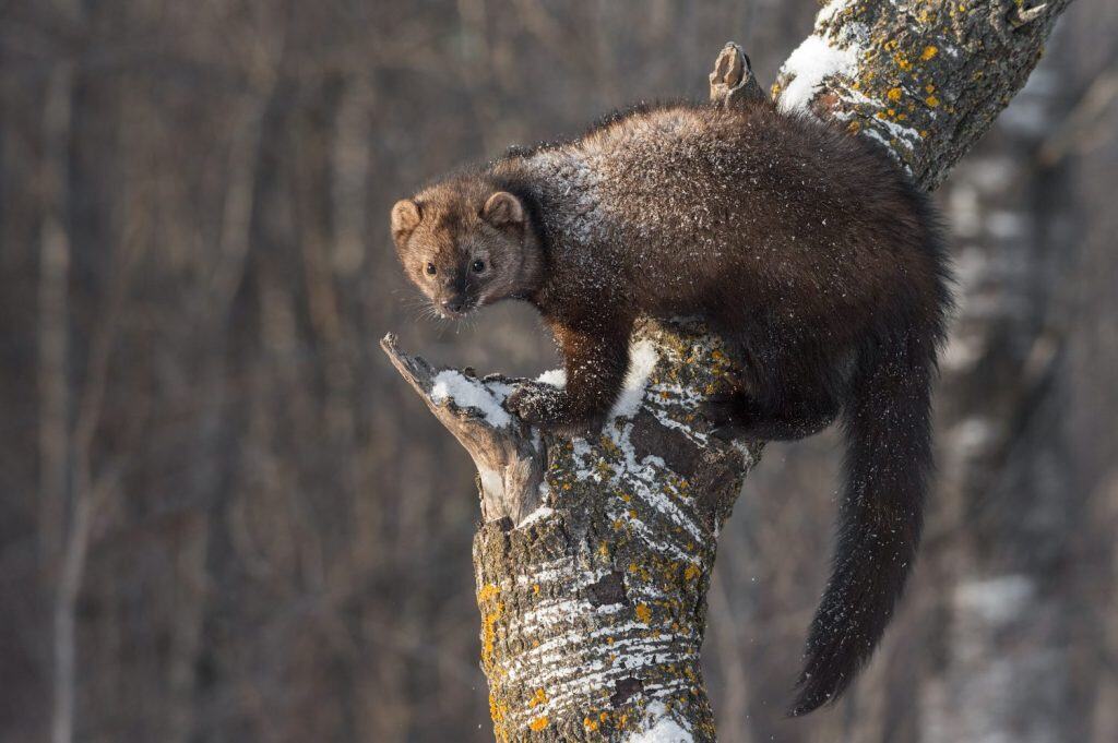 Fisher (Martes pennanti) Saldi sul tronco d'albero - animale in cattività