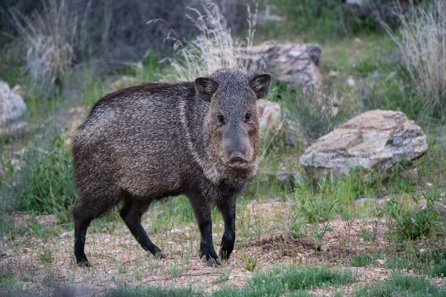 Pecari (Javelina) nella zona di Tucson nel deserto di Sonora