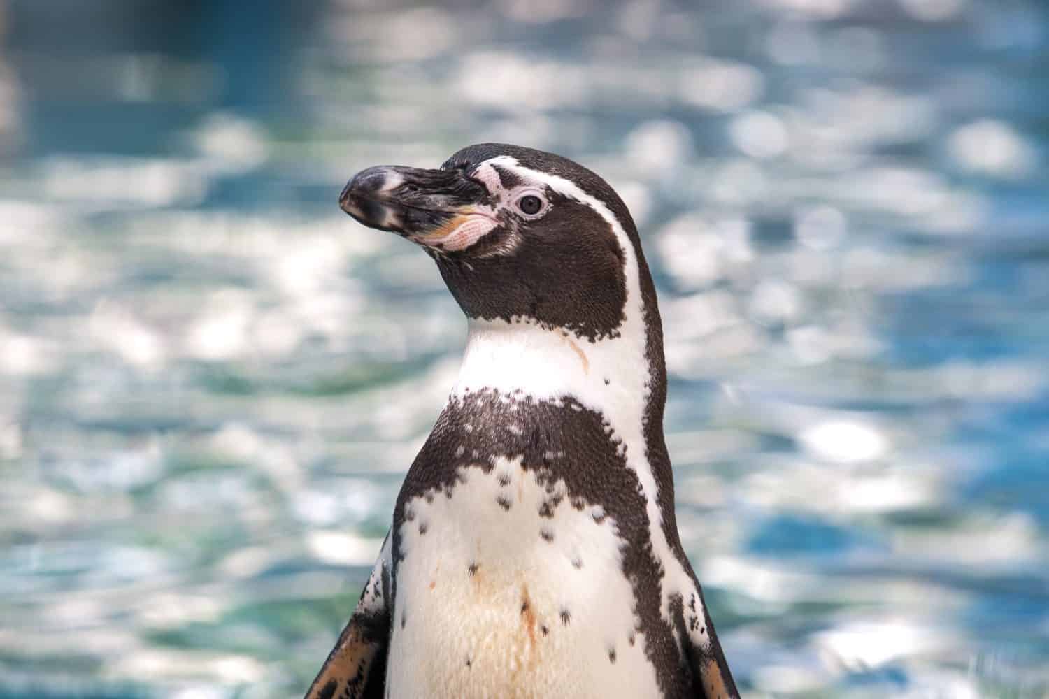 Pinguino Humboldt sulla riva con acqua sullo sfondo.
