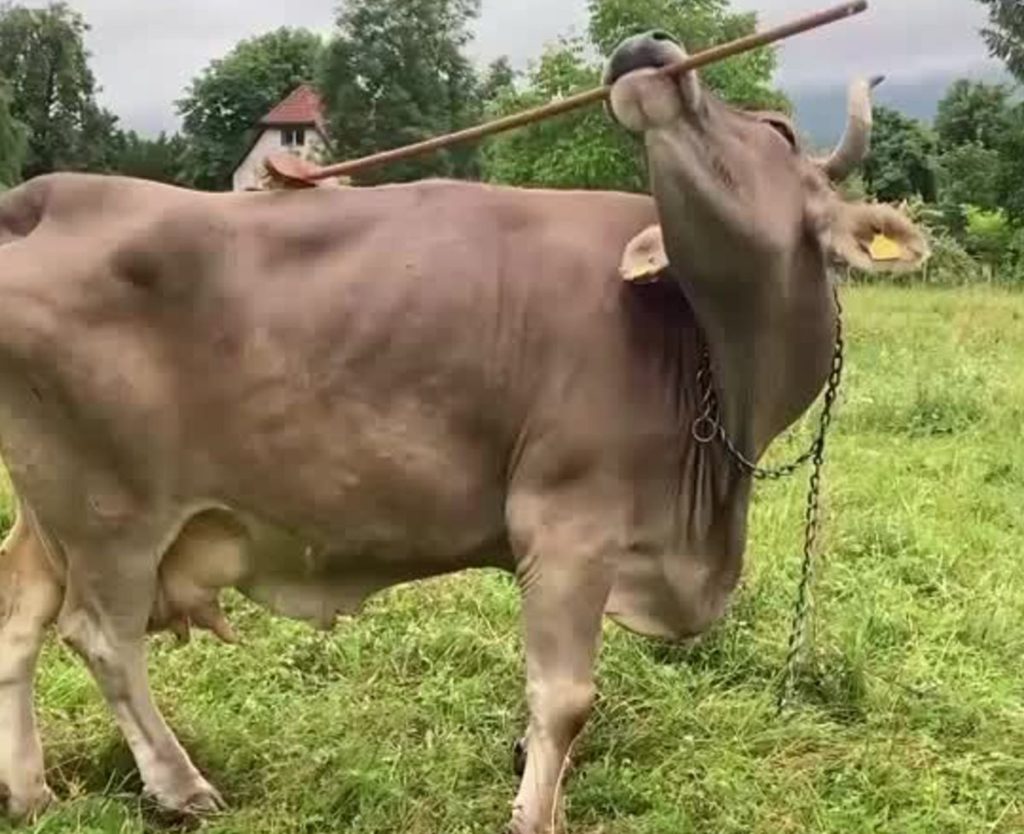 Veronika, la mucca armata di attrezzi