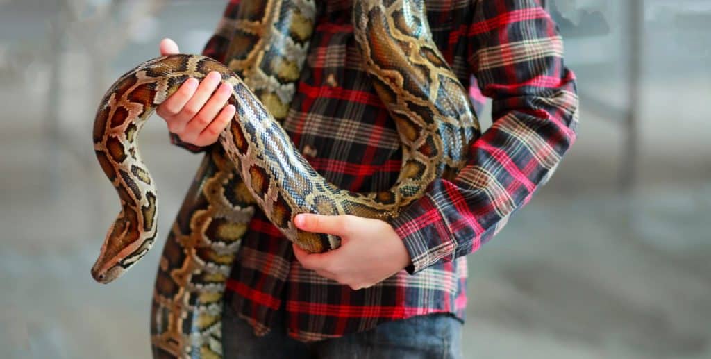 Primo piano delle mani di un ragazzo volontario che mostra un serpente a una bambina e le lascia toccare il serpente Tenendo in mano un pitone reale