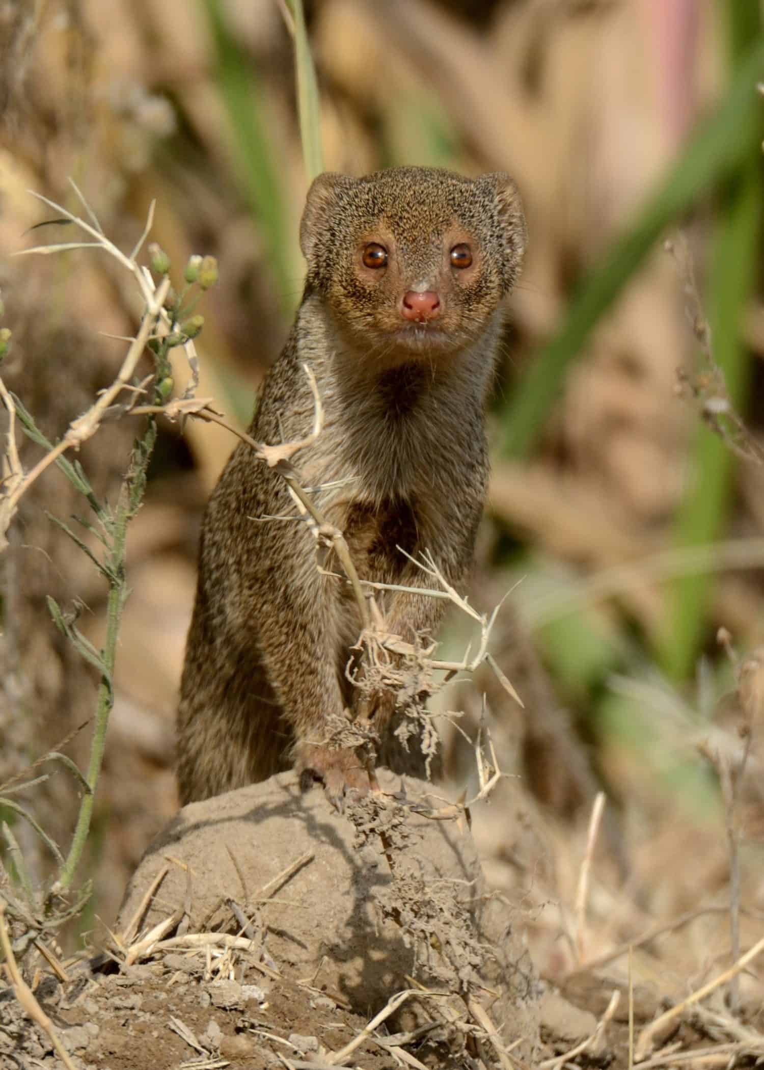 Piccola mangusta indiana (Urva auropunctata) Una mangusta comune che si trova in Pakistan e in altri paesi. Può essere in qualche modo impavida nei confronti degli umani.
