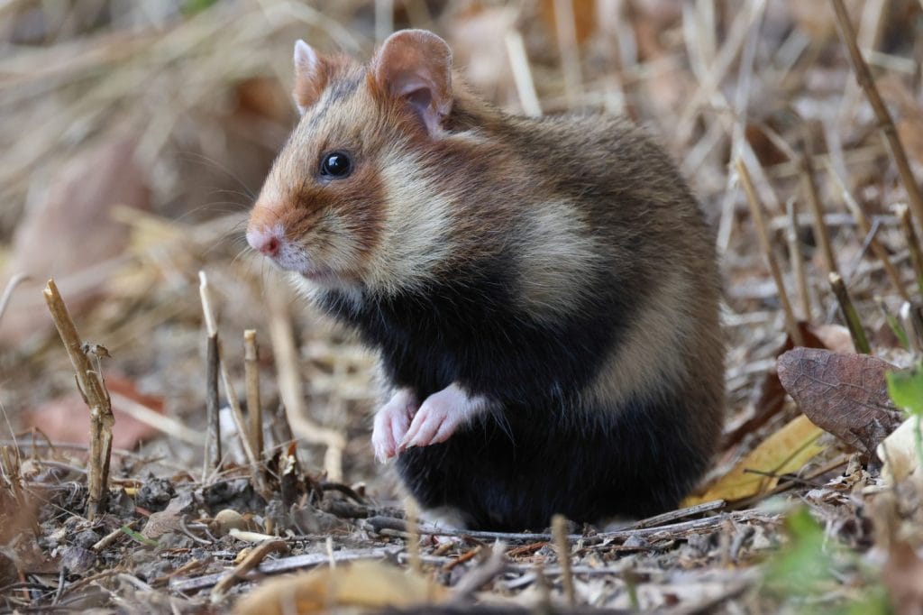 Un raro criceto selvatico europeo o dal ventre nero, Cricetus Cricetus, è uscito dalla sua tana in un cimitero in cerca di cibo.