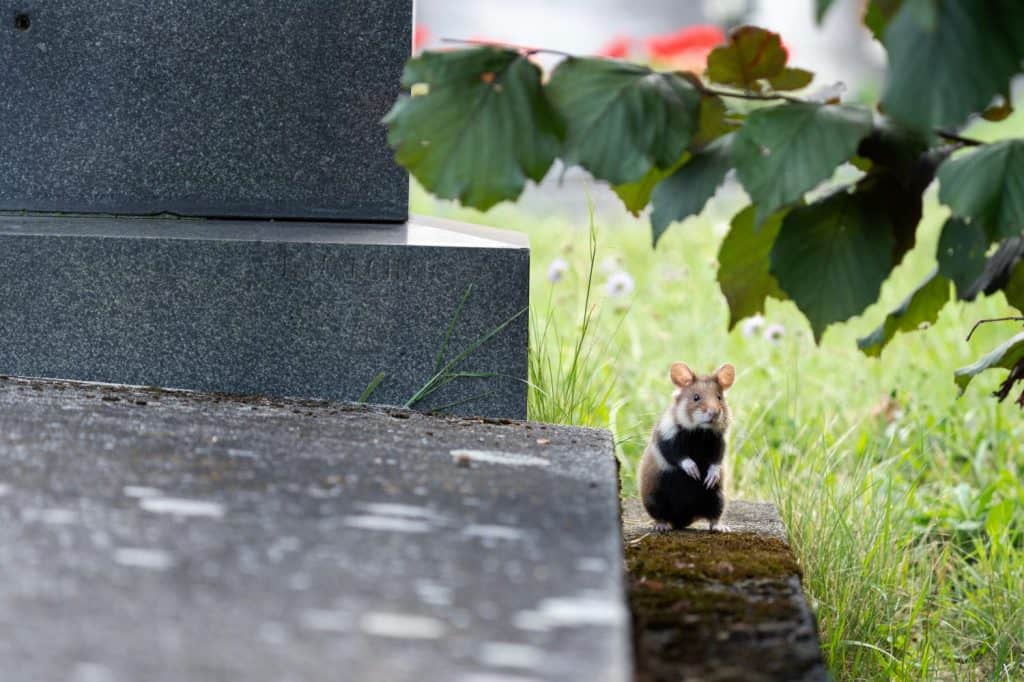 Criceto europeo sulla tomba. Criceto nel cimitero di Vienna. fauna selvatica europea. Simpatici animali durante la stagione estiva.