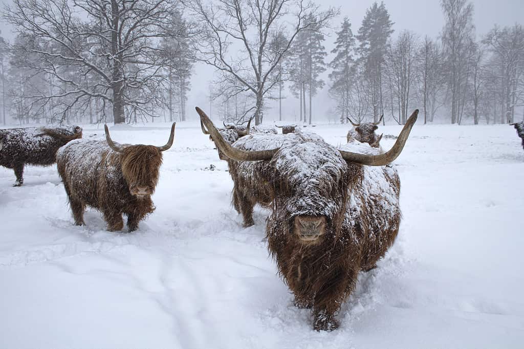Mucca in inverno. Mucca in nevicata. Bovini scozzesi delle Highland in inverno.