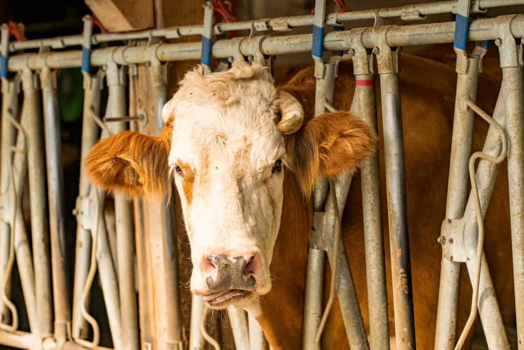 La mucca rinchiusa nella stalla si affaccia