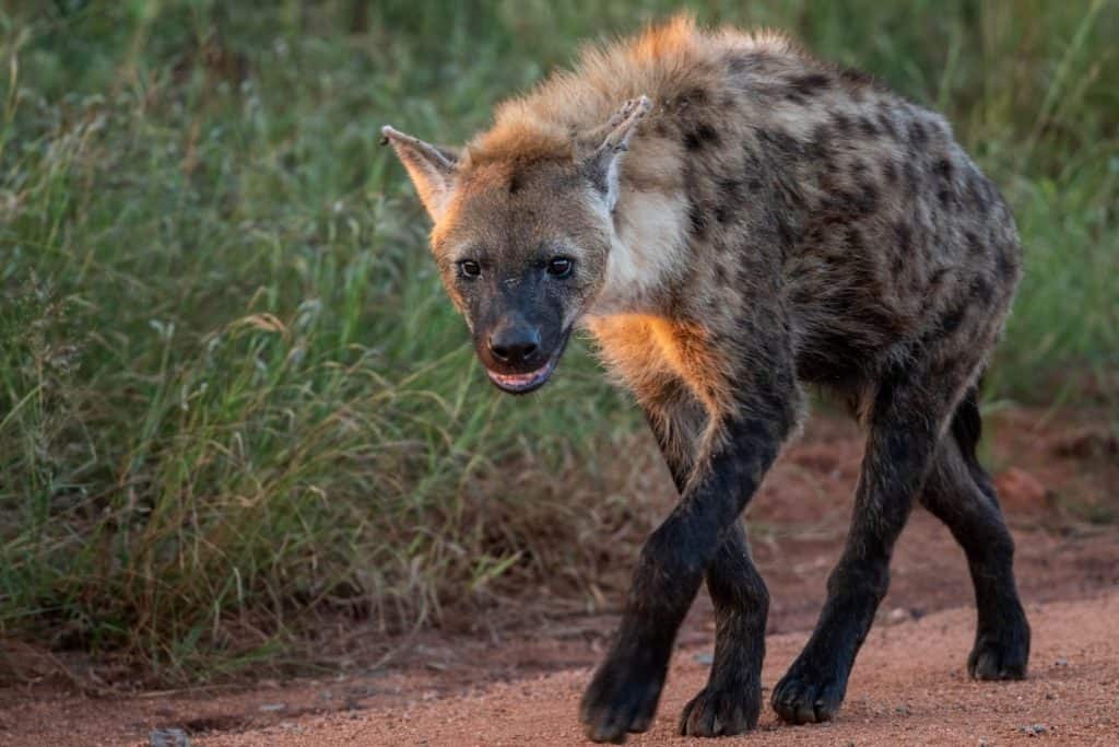 Iena maculata in cerca di preda nel Parco Nazionale Kruger, Sud Africa