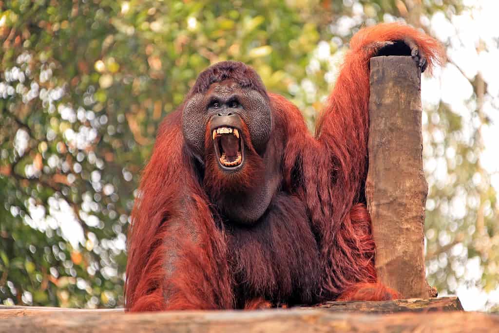 Orangutan maschio con la bocca aperta.