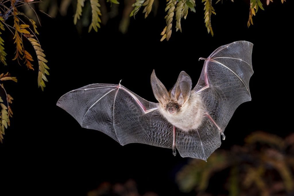 Pipistrello dalle orecchie lunghe marrone (Plecotus auritus) che vola a mezz'aria nell'ambiente forestale. Scena faunistica della natura in Europa.