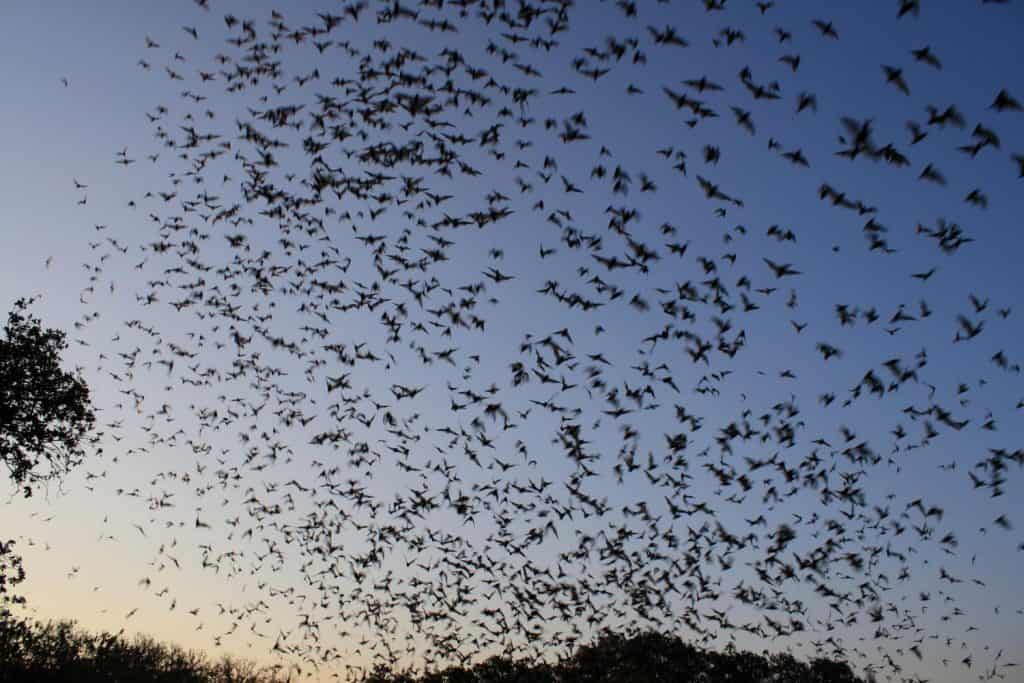 Pipistrelli messicani dalla coda libera che escono dalla grotta dei pipistrelli di Bracken
