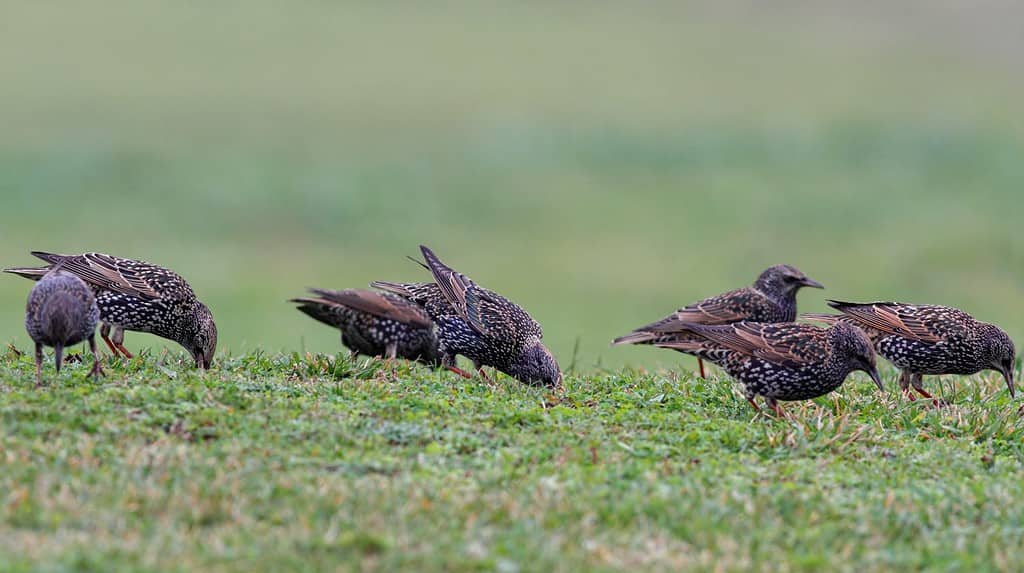 Stormo di storni in cerca di cibo nell'erba, nel nord del Portogallo (Focus su tre uccelli)