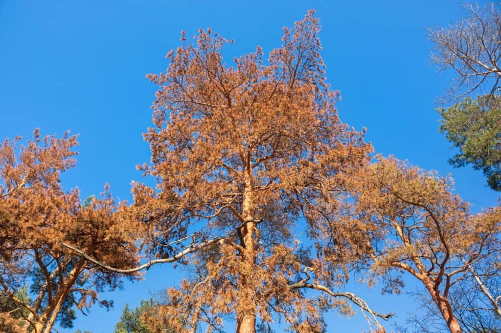 Il pino è morto e seccato. Spine gialle sui rami di conifere e cielo azzurro limpido nella giornata di sole