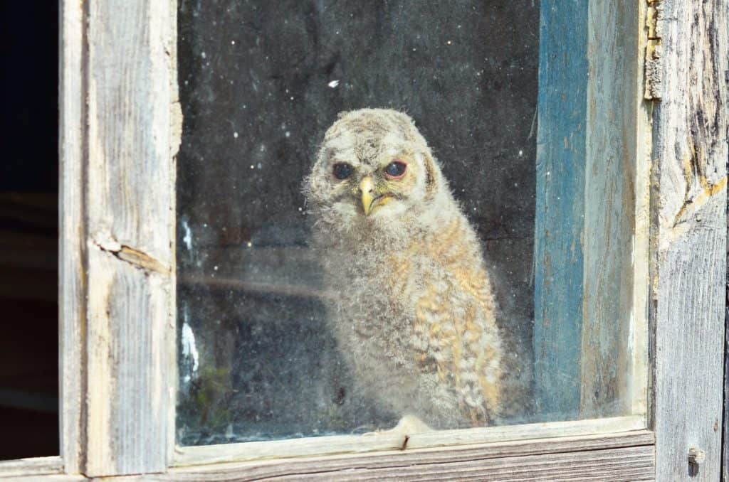 Il pulcino di allocco (Strix aluco) si siede dietro una finestra in una casa abbandonata nella zona di ricaduta radioattiva