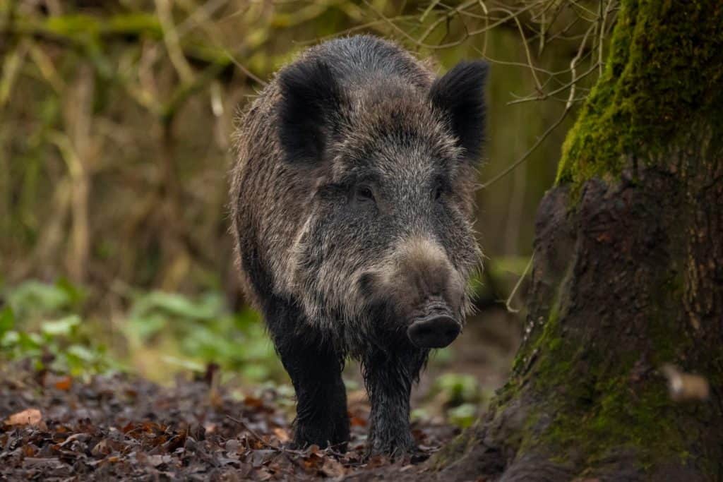 Un potente cinghiale selvatico (Sus scrofa) vaga attraverso la fitta foresta, la sua pelliccia ruvida e ispida, le zanne affilate e la struttura robusta incarnano l'essenza selvaggia della natura selvaggia.