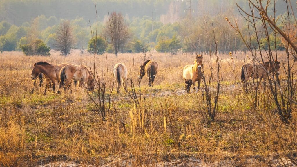 Gruppo di cavalli selvaggi di Przewalski nella zona di esclusione di Chernobyl che pascolano al tramonto