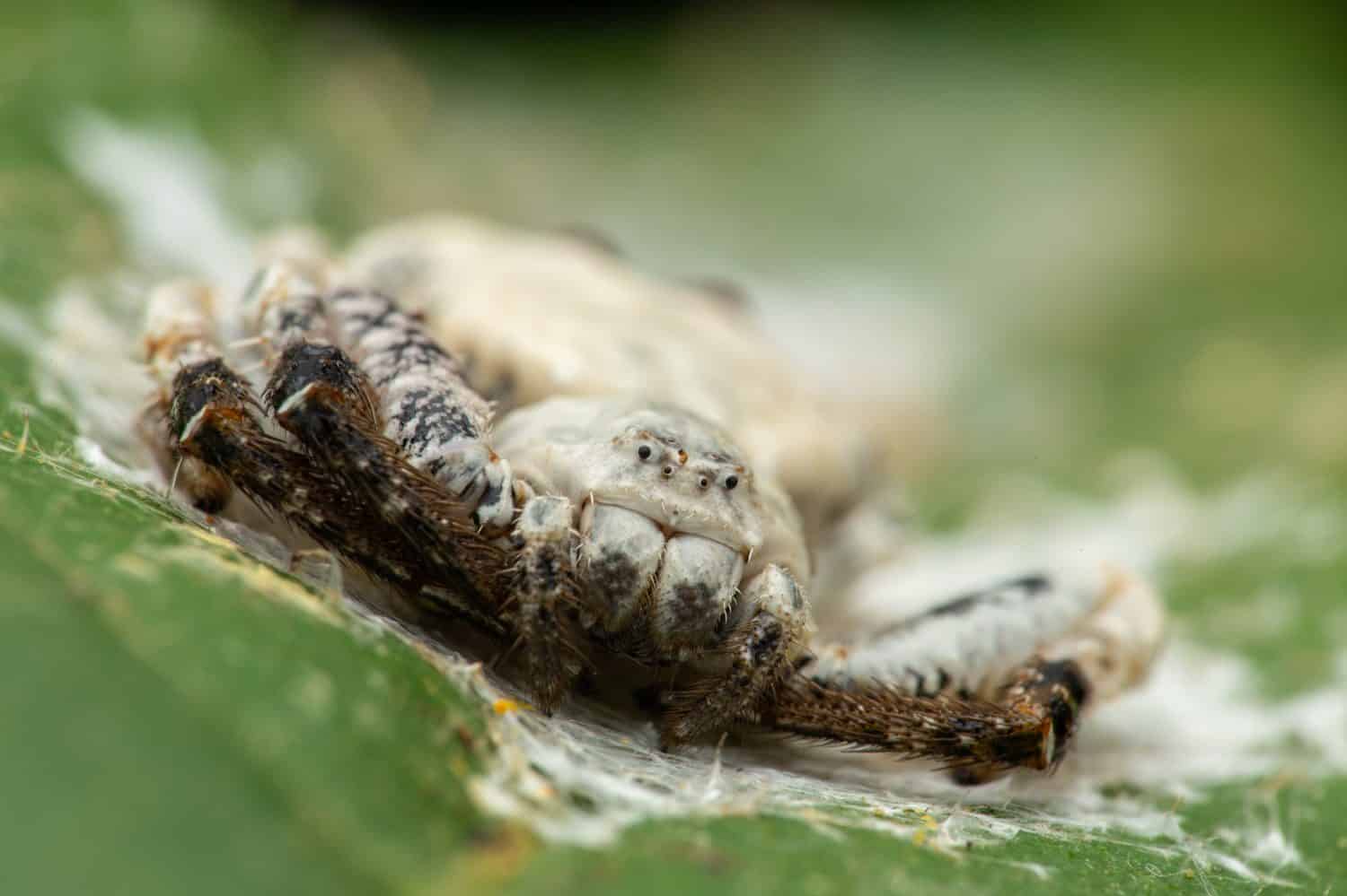 Immagine macro del ragno granchio sterco di uccello sulla foglia verde.