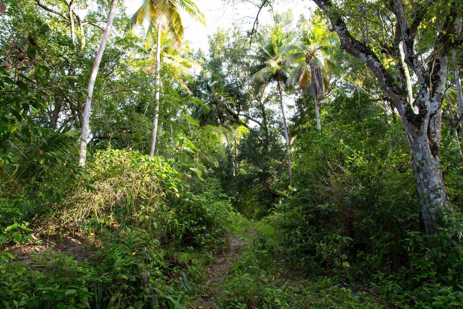 Percorso attraverso una fitta foresta nella Repubblica Dominicana settentrionale, nei Caraibi