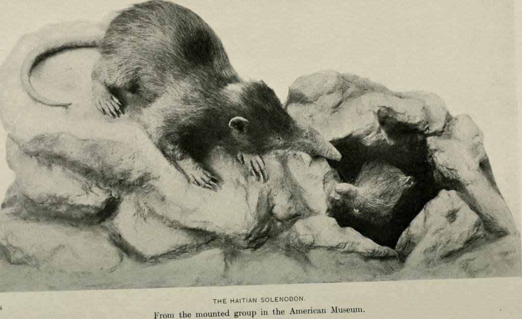 Solenodonte ispaniolano 1825