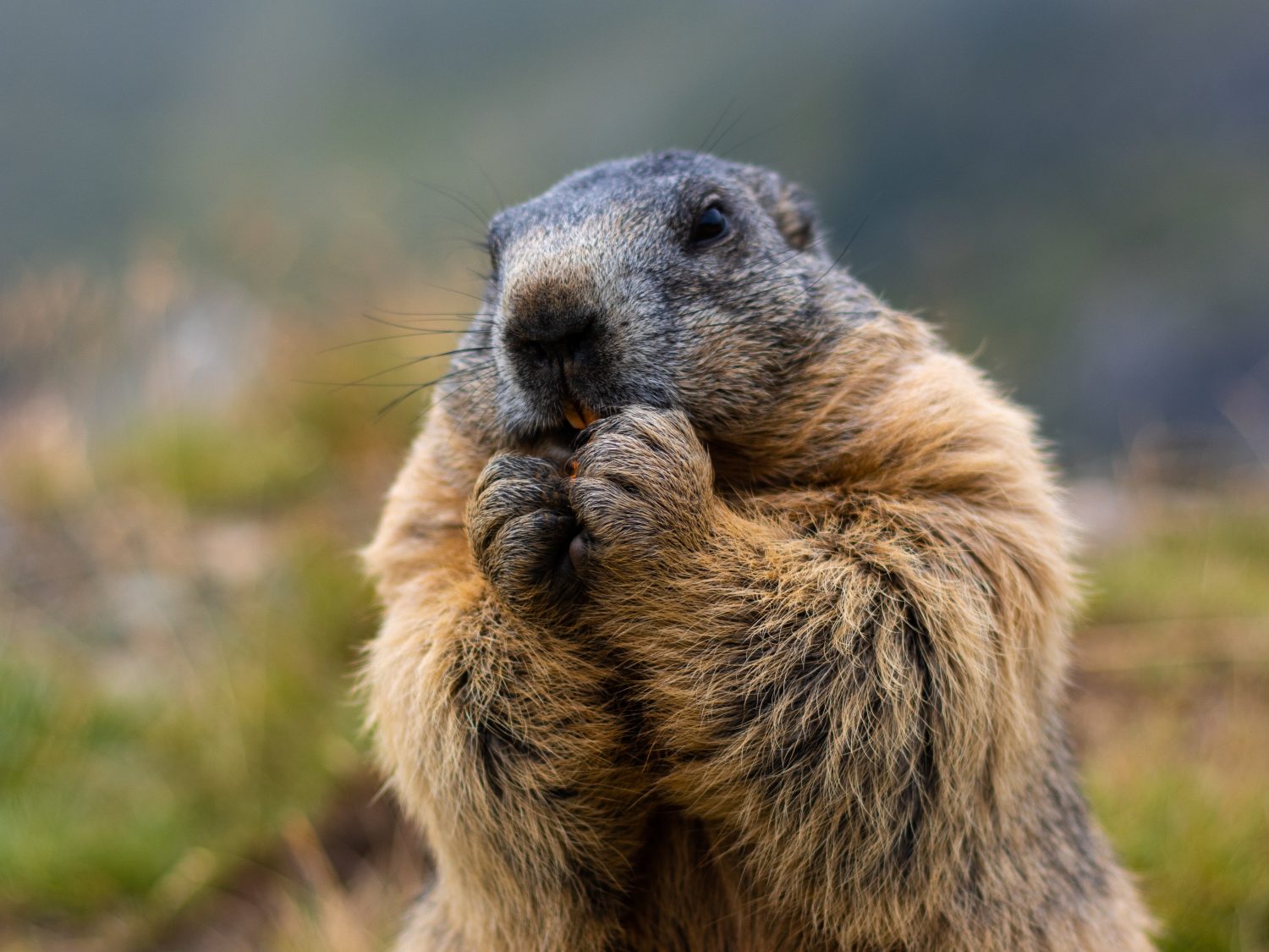 Simpatica marmotta che mangia le sue carote stando in piedi sulle zampe posteriori. Sfondo sfocato. Marmotta con pelliccia soffice seduta su un prato. Vista del paesaggio. Fotografato sul Grossglockner. avvicinamento