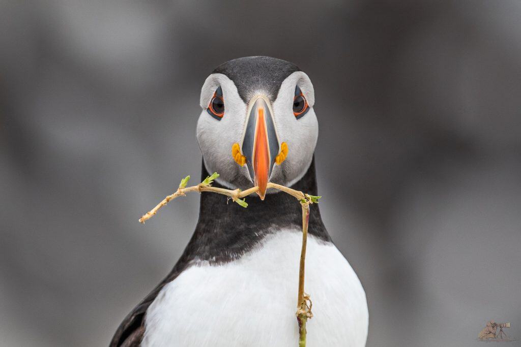 Un primo piano di una pulcinella di mare con un bastone nel becco