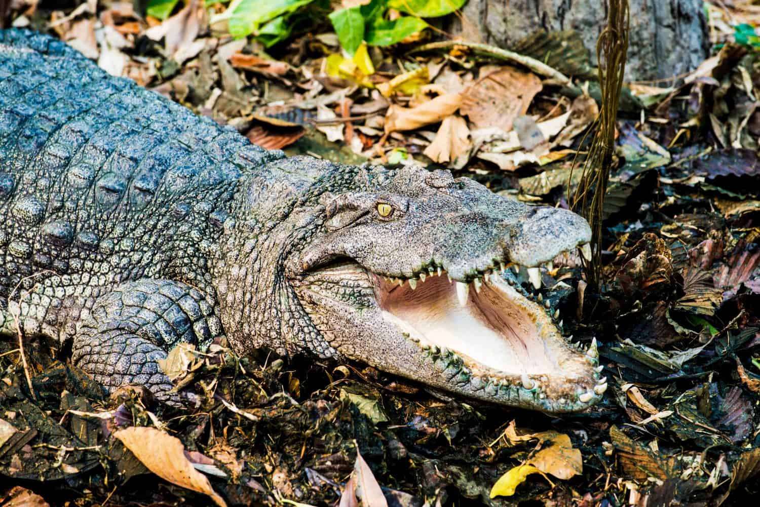 Coccodrillo d'acqua dolce o coccodrillo siamese, Thailandia