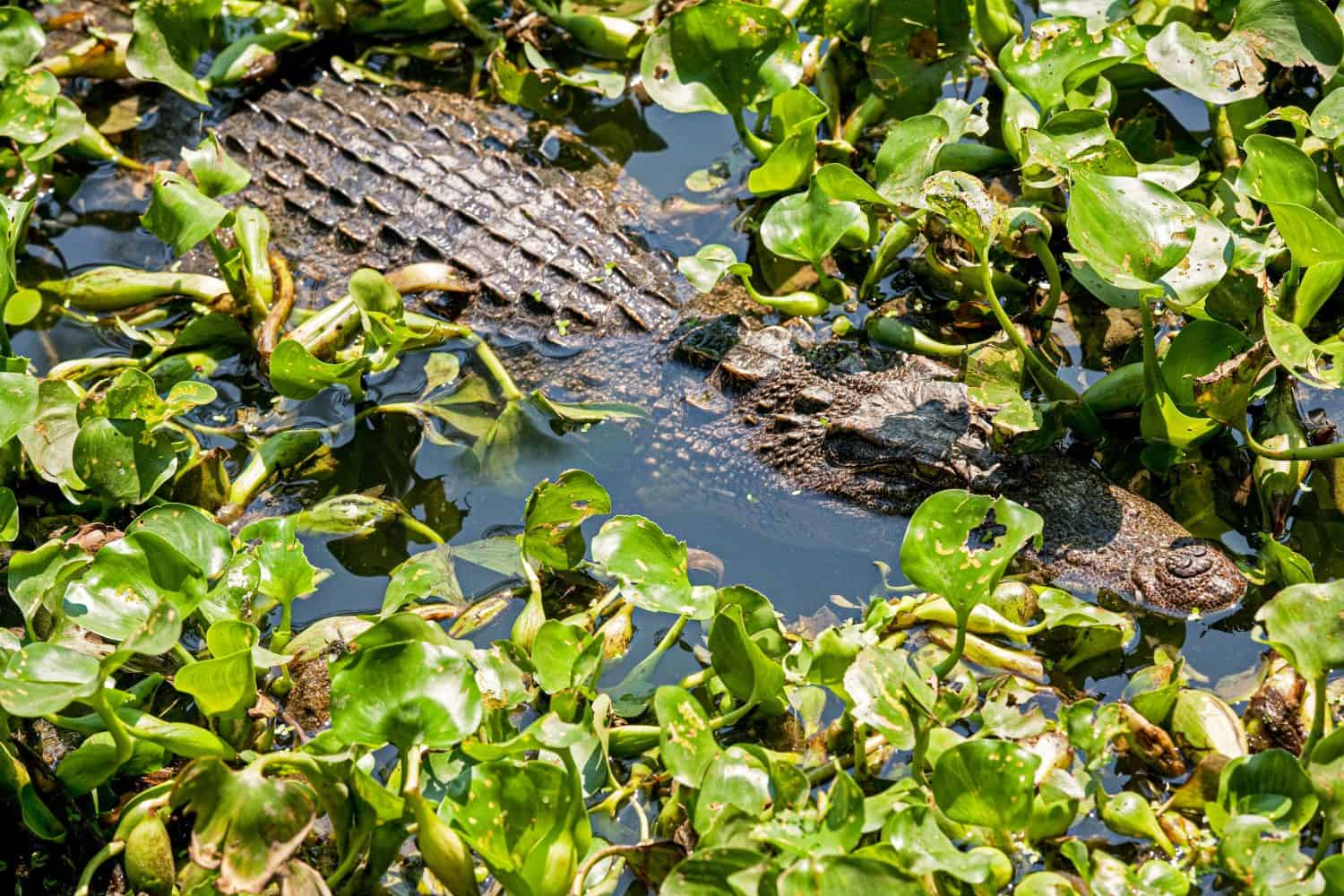 Il coccodrillo siamese (Crocodylus siamensis) è un coccodrillo d'acqua dolce originario dell'Indonesia (Borneo e forse Giava), Brunei, Malesia orientale, Laos, Cambogia, Birmania, Tailandia e Vietnam.