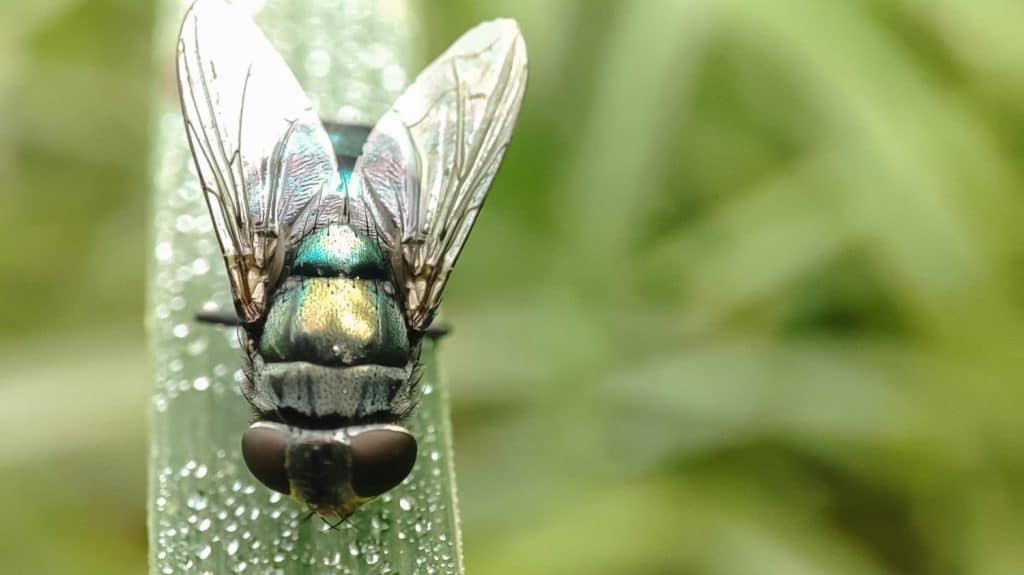 Chrysomya megacephala, più comunemente conosciuta come mosca latrina orientale o mosca blu orientale. Cochliomyia hominivorax, la mosca del verme del Nuovo Mondo