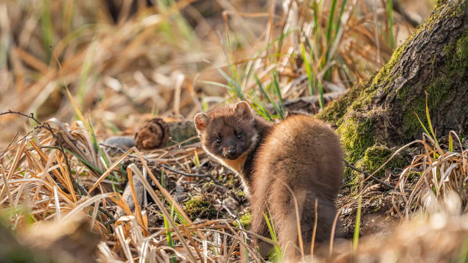Martora europea (martedì martedì)