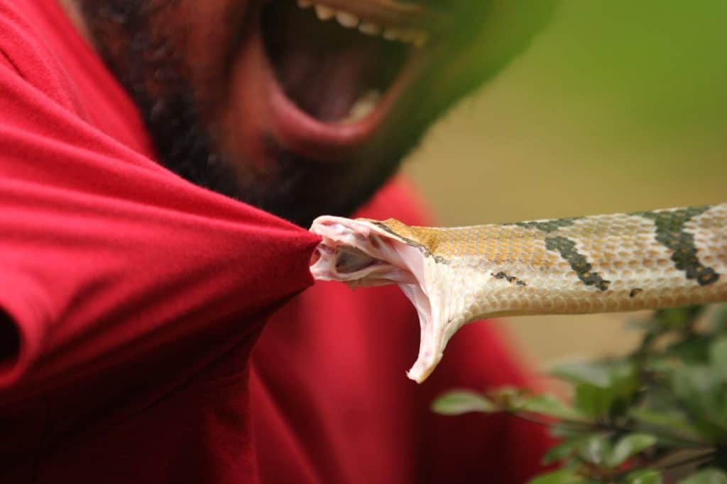 Il serpente gatto dai denti di cane sta attaccando gli umani