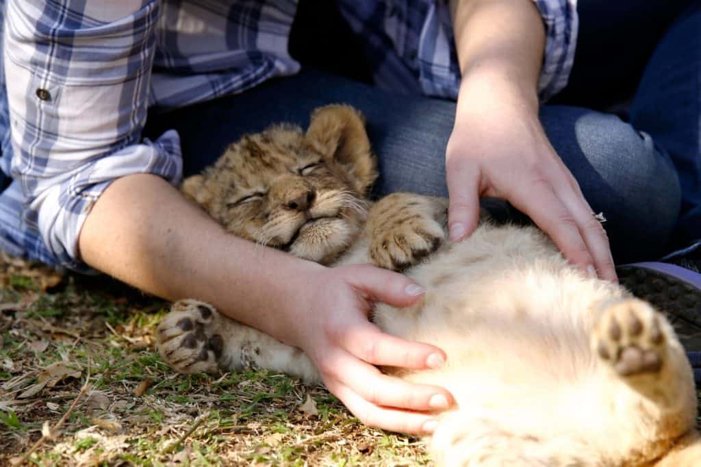 Un cucciolo di leone allattato con il biberon si addormenta profondamente tra le braccia di una donna. Comoda, sicura e rilassata, questa interazione tra mammiferi africani e esseri umani è indimenticabile!