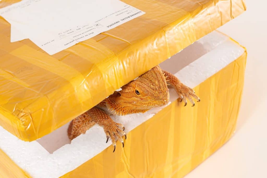 Drago barbuto australiano (Agama) all'interno del pacco postale (imballaggio) con fattura commerciale. Concetto di trasporto illegale di animali esotici (contrabbando, contrabbando).