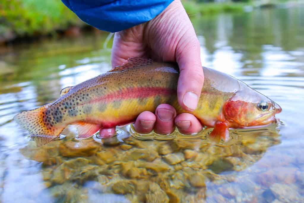 Trota dorata californiana selvatica catturata in un remoto lago d'alta quota nell'Idaho