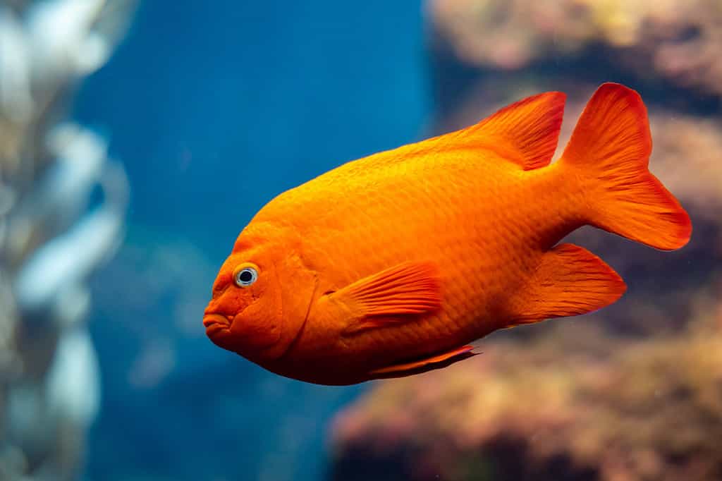 Il pesce Garibaldi (Hypsypops rubicundus), un tipo di castagnola arancione brillante, è il pesce marino ufficiale della California e è protetto nelle acque locali. Ce ne sono numerosi sull'isola di Santa Catalina.