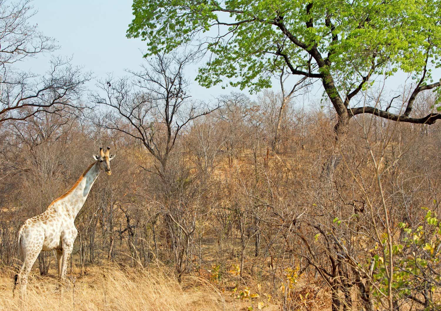 Una rara giraffa albina (Giraffa camelopardalis) in piedi nella boscaglia nel Parco Nazionale dello Zambesi - Zimbabwe