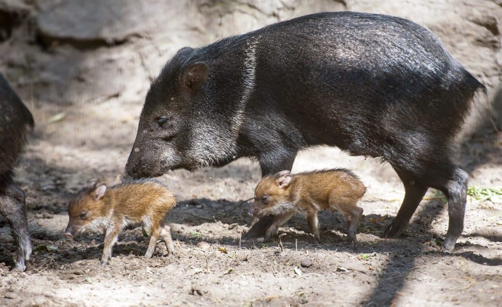 Il pecari dal collare (anche javelina o maiale puzzola o pecari tajacu) è un mammifero ungulato simile a un maiale di medie dimensioni della famiglia Tayassuidae (maiali del Nuovo Mondo). Due pecari carini con la madre. Primi passi