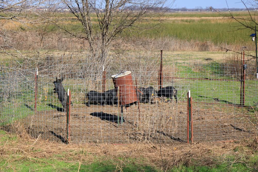 Maiali selvatici vengono catturati in una trappola viva vicino alla riserva naturale di John Bunker Sands in Texas