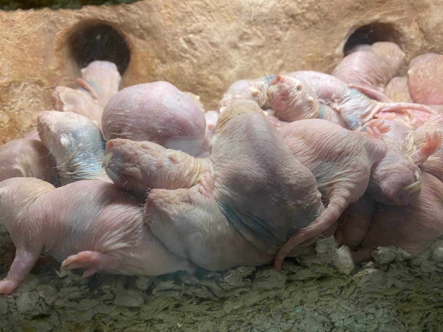 Una foto in primo piano di diversi ratti talpa nudi, noti anche come cuccioli di sabbia, è un roditore scavatore originario del Corno d'Africa e di parti del Kenya, in particolare nelle regioni somale.