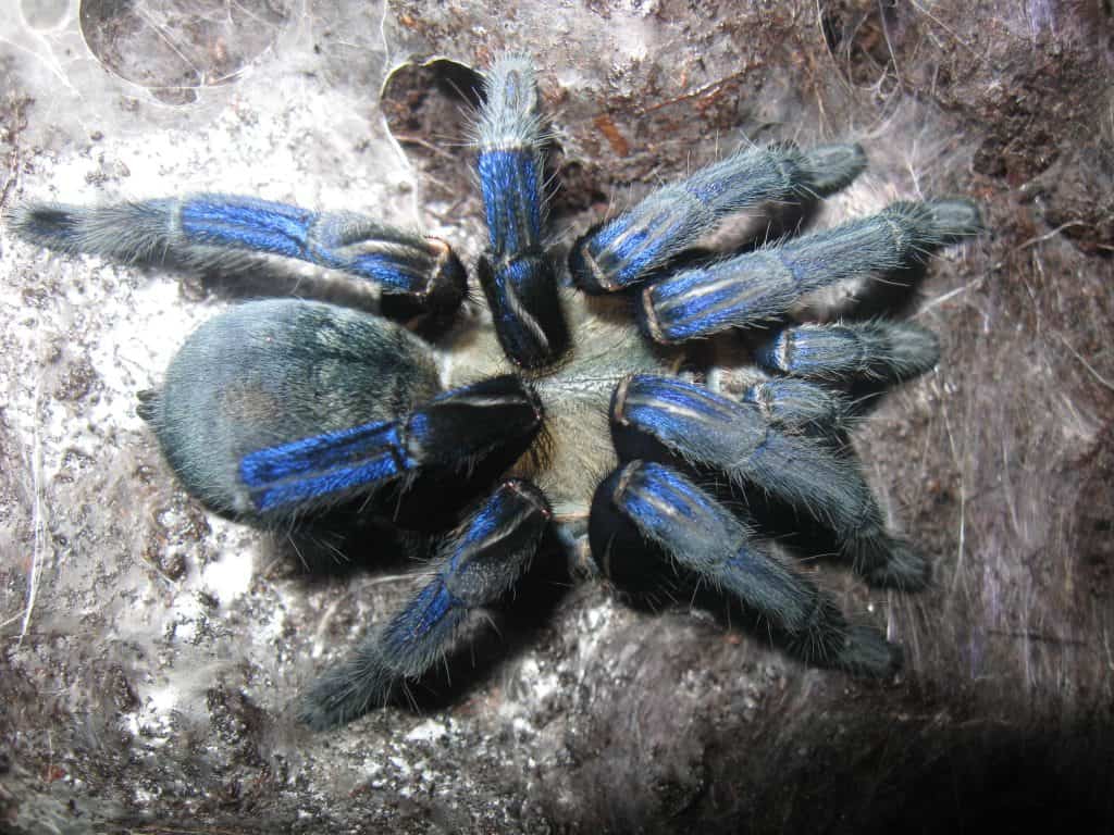 Tarantina Cyriopagopus lividus
