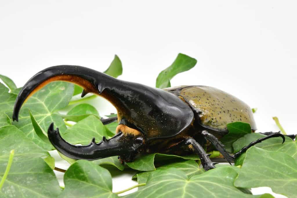 Scarabeo Ercole in Sud America