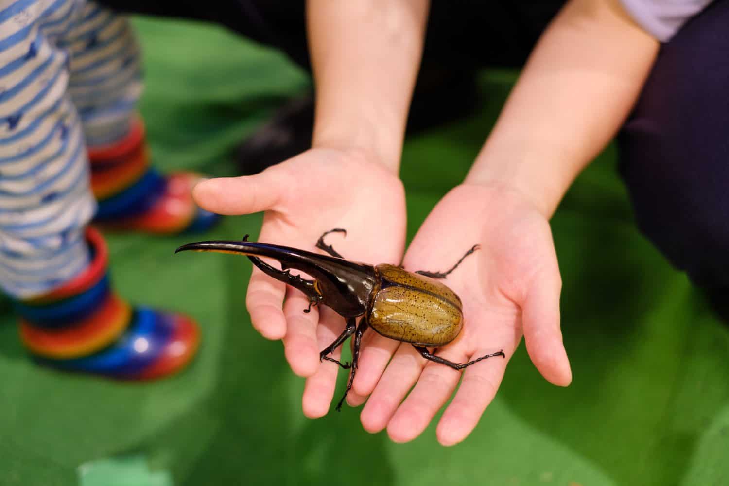 Scarabeo Ercole a portata di mano. Bambini che toccano gli insetti.