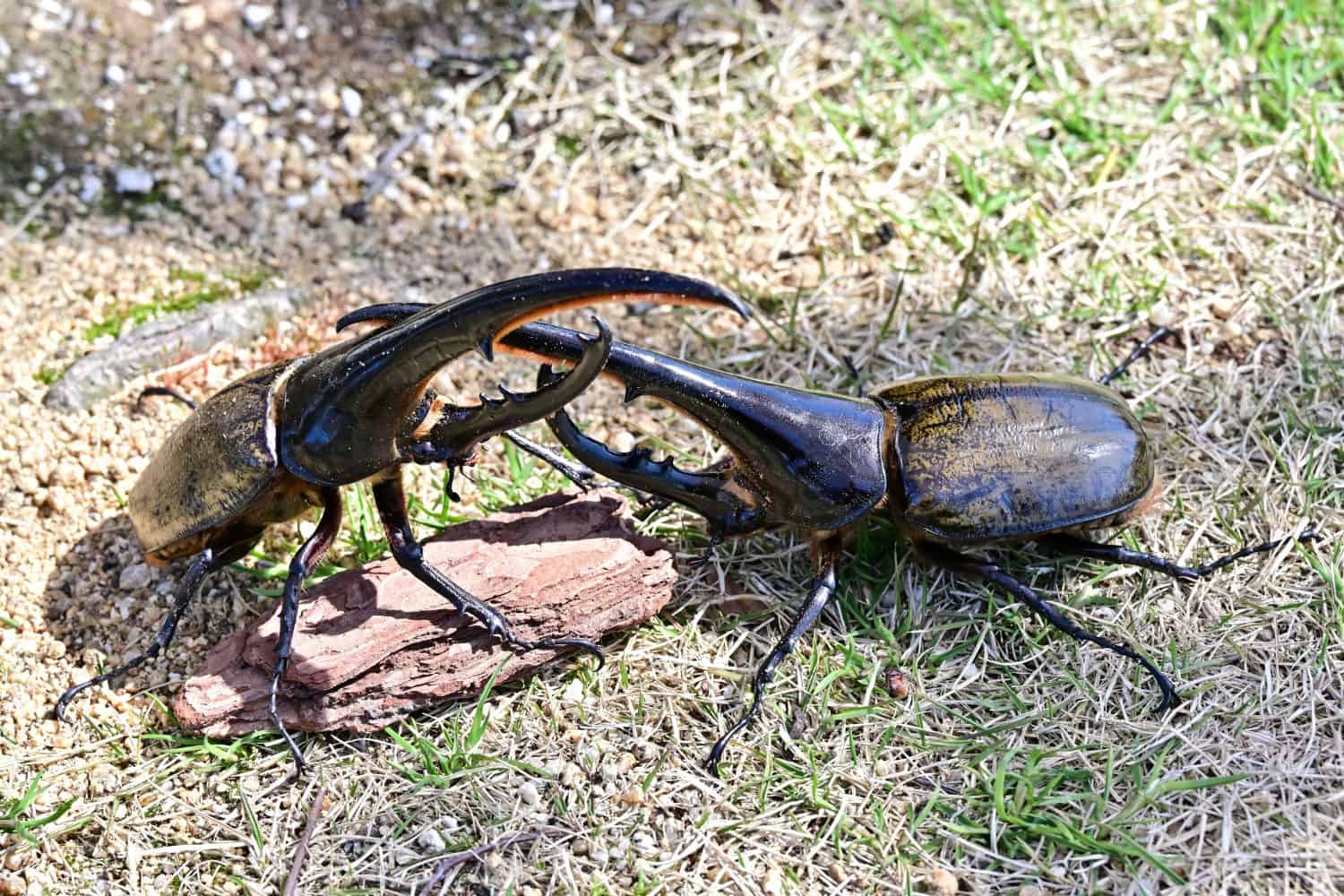 Larva dello scarabeo Ercole in Sud America