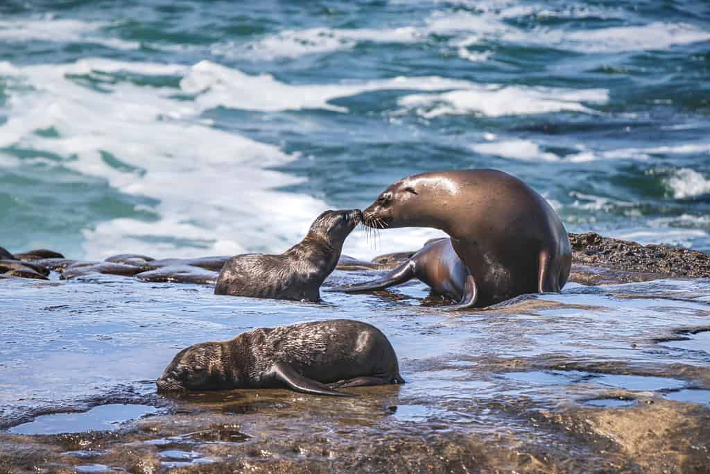 Leoni marini seduti sulle rocce in spiaggia. Baia di La Jolla a San Diego, California. Immagini di mamma e cucciolo che si baciano.