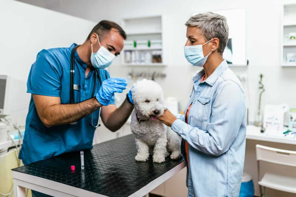 cane malato dal veterinario per un controllo. Lei e il veterinario indossano maschere protettive a causa della pandemia di Coronavirus.