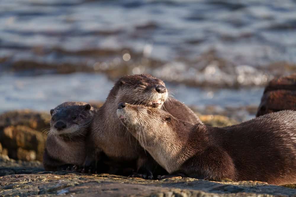 La lontra marina Enhydra lutris appoggiata sulla roccia del mare. È un mammifero marino originario delle coste dell'Oceano Pacifico settentrionale. La più pesante della famiglia delle donnole