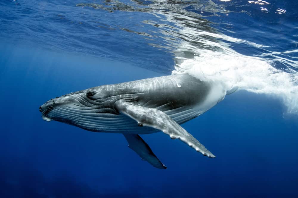 Humpack Whale sull'isola di Rurutu Polinesia francese