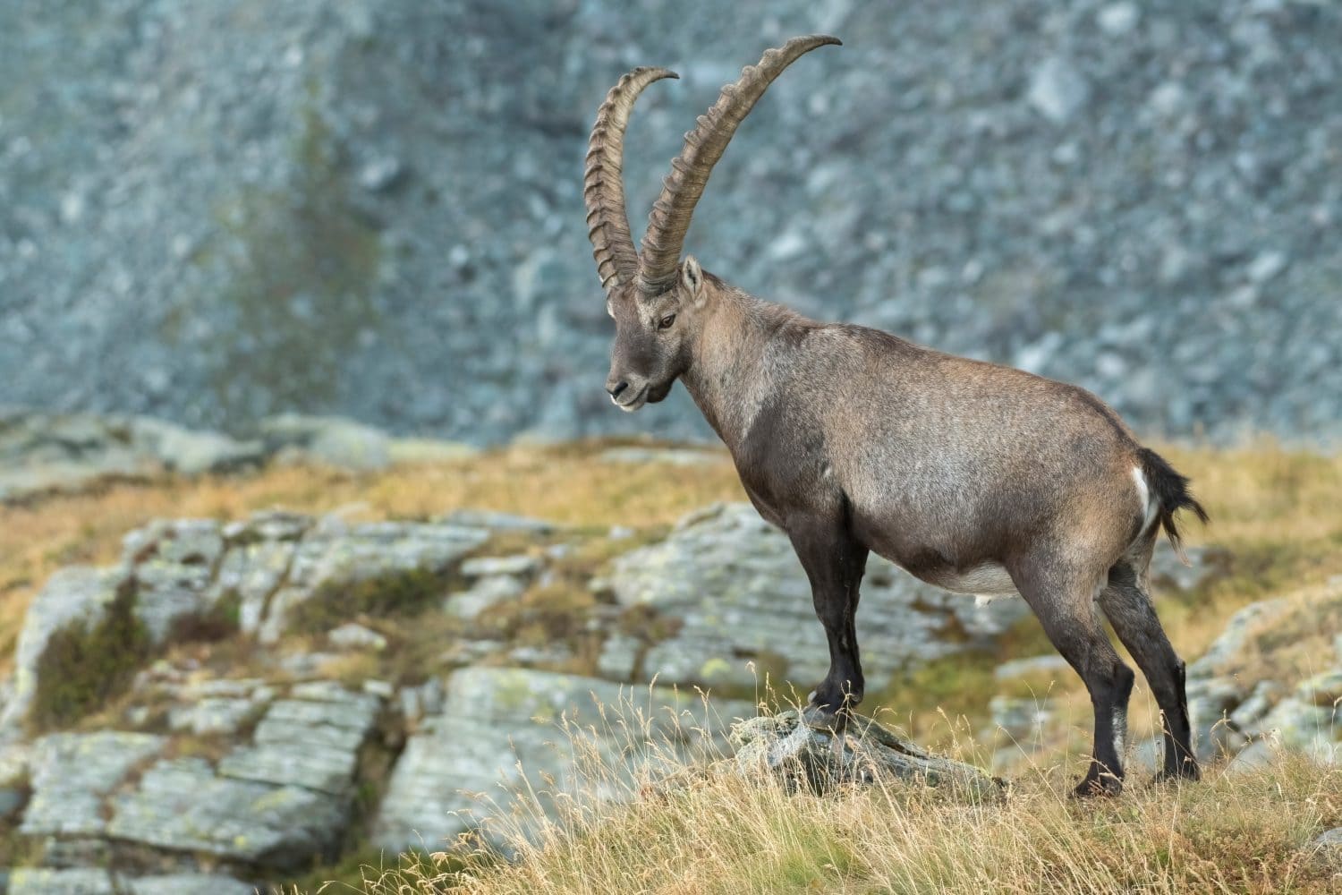 Massiccio stambecco alpino maschio o capra di montagna (Capra ibex) che mostra la sua potenza in piedi in un prato alpino estivo contro pendii rocciosi, montagne delle Alpi, Italia.